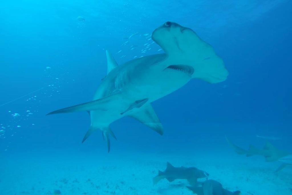 Devocean Eco Adventure Lodge Ponta do Ouro Luaran gambar